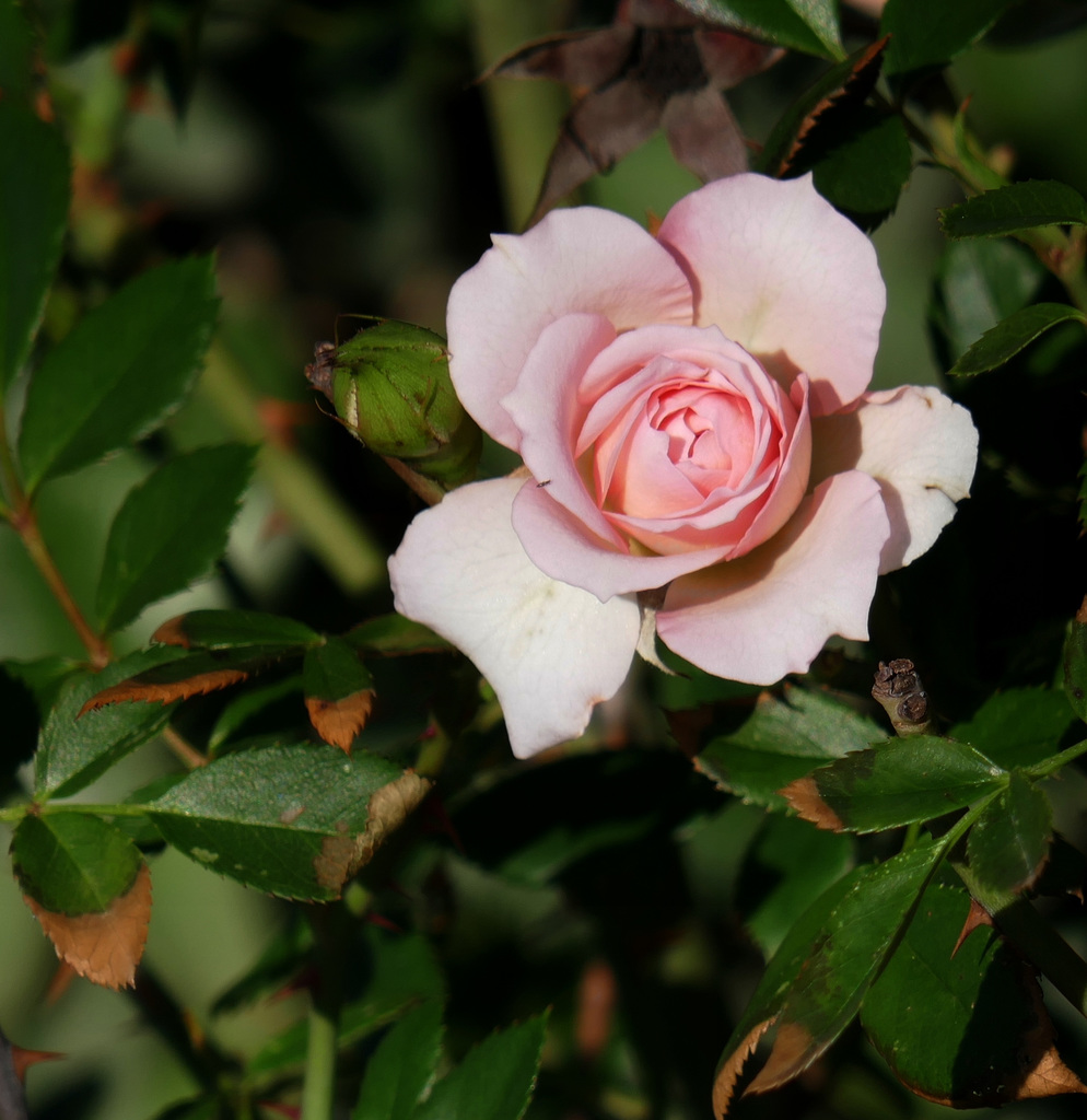 una rosa del 31 di Ottobre !