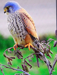 Birdy----Kestrel