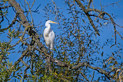 Egret