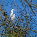 Egret