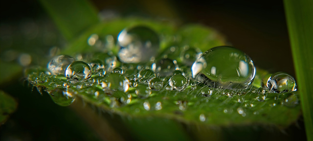 Auf dem Blatt gab es eine große Ansammlung von Regentropfen :)) There was a large accumulation of raindrops on the leaf :)) Il y avait une grande accumulation de gouttes de pluie sur la feuille :))