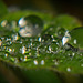 Auf dem Blatt gab es eine große Ansammlung von Regentropfen :)) There was a large accumulation of raindrops on the leaf :)) Il y avait une grande accumulation de gouttes de pluie sur la feuille :))