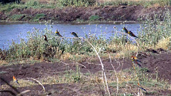 bea eaters bea eaters