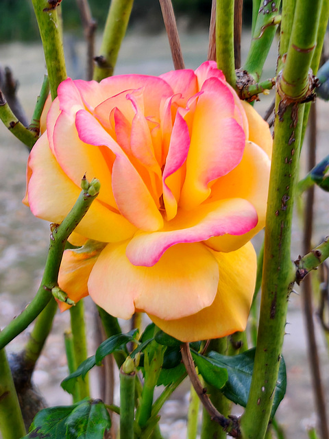 La rescapée / The survivor [EXPLORER]