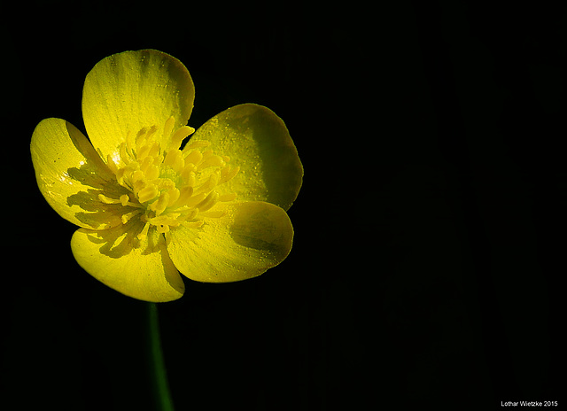 Butterblume/scharfer Hahnenfuß (Ranunculus acris)