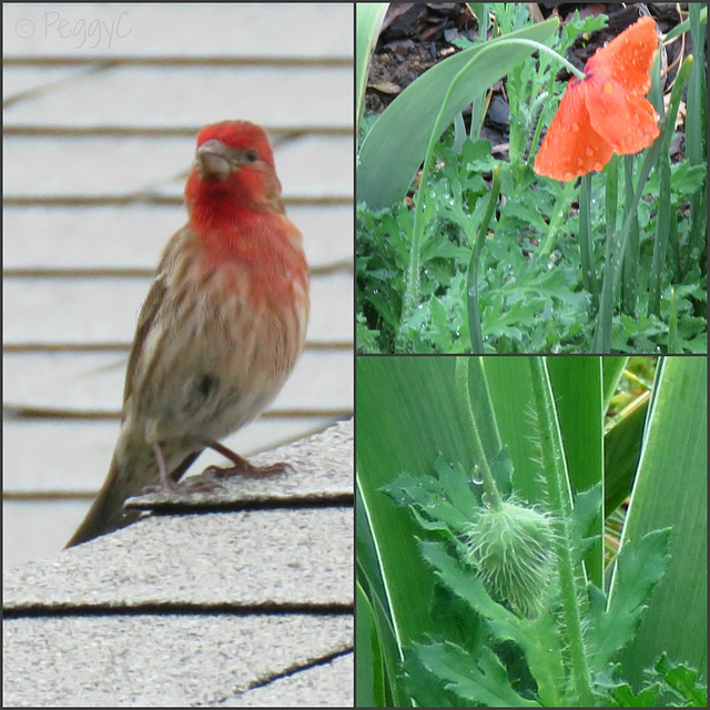 Friday raindrops --