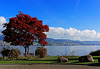 an der Seegartenstrasse Horgen - Blick über den Zürichsee nach Meilen (© Buelipix)