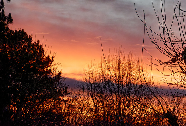 Matin d'hiver