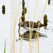 Solitary Sandpiper (Tringa solitaria)