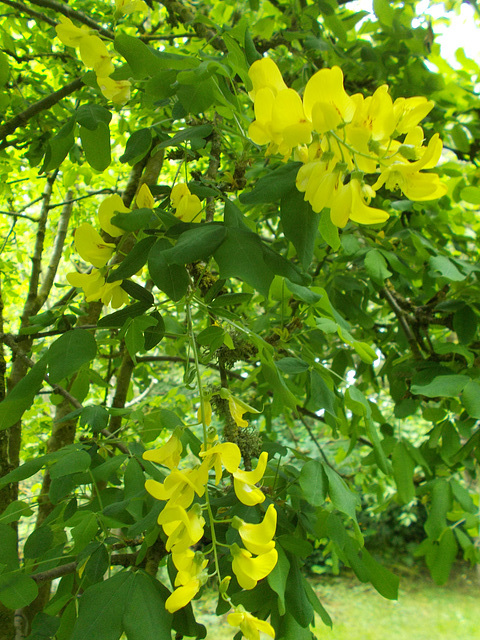 gdn - Laburnum in flower