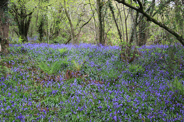 Bluebell Walk