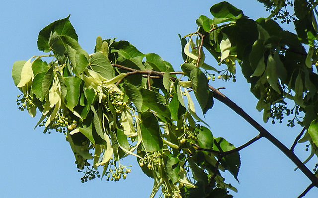 20210619 1010CPw [D~LIP] Winter-Linde (Tilia cordata), Bad Salzuflen