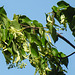 20210619 1010CPw [D~LIP] Winter-Linde (Tilia cordata), Bad Salzuflen