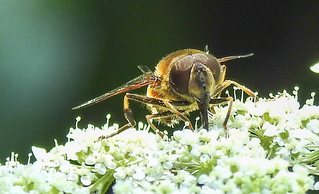 20210726 2015CPw [D~LIP] Totenkopf-Schwebfliege (Myathropa florea), Bad Salzuflen