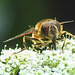 20210726 2015CPw [D~LIP] Totenkopf-Schwebfliege (Myathropa florea), Bad Salzuflen