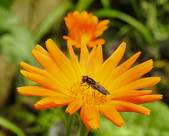 20210830 2618CPw [D~LIP] Ringelblume (Calendula officinalis), Insekt, Bad Salzuflen