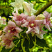 20220522 1096CPw [D~LIP] Glockenstrauch (Weigela florida 'Nana Verigata'), Bad Salzuflen