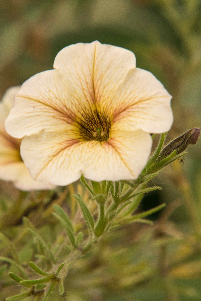 petunia and spider