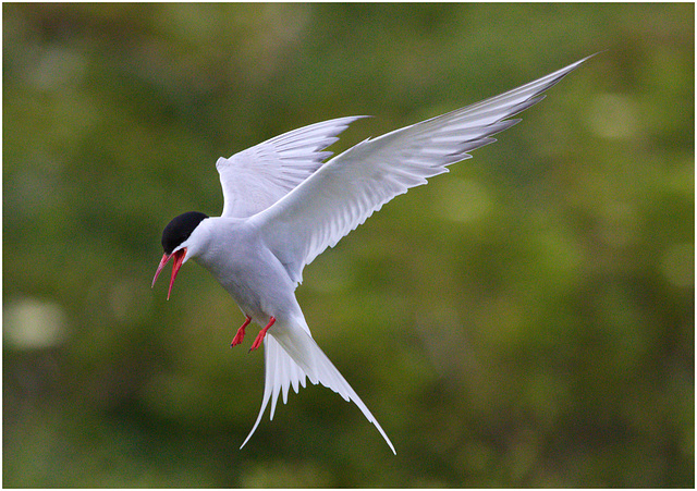 EF7A4638 Arctic Tern