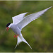 EF7A4638 Arctic Tern