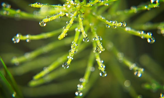 Die kleinen Regenperlen im Gras :))  The little rain beads in the grass :))  Les petites perles de pluie dans l'herbe :))