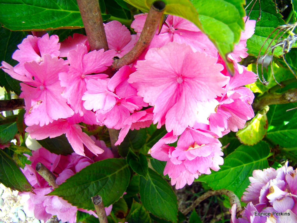 Floral Beauties