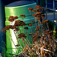 Compost Bin