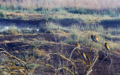 Early birds Early birds