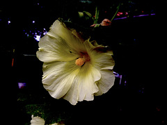 Fleur