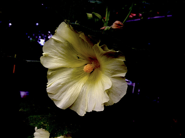 Fleur