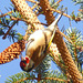 Goldfinch feeding off pine cone