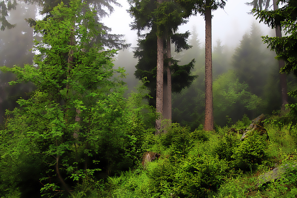 Pas mécontent d'être dans le brouillard