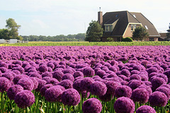 Alliums