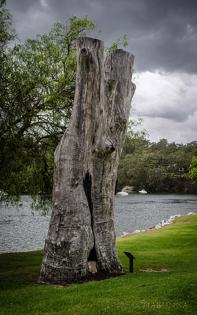 The "bushranger tree"