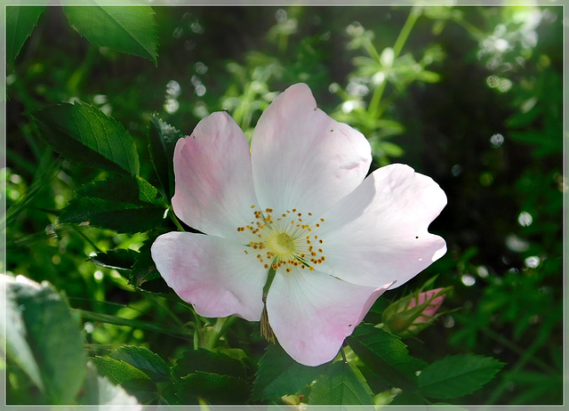 Eglantine sur le chemin................