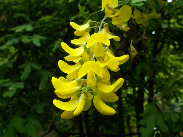 gdn - Laburnum (detail)