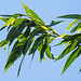20210619 1011CPw [D~LIP] Bruch-Weide (Salix fargilis agg), Bad Salzuflen