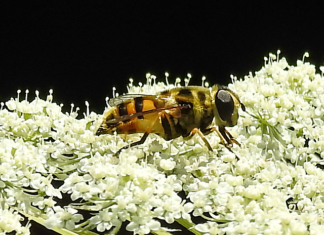 20210726 2022CPw [D~LIP] Totenkopf-Schwebfliege (Myathropa florea), Bad Salzuflen