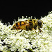 20210726 2022CPw [D~LIP] Totenkopf-Schwebfliege (Myathropa florea), Bad Salzuflen