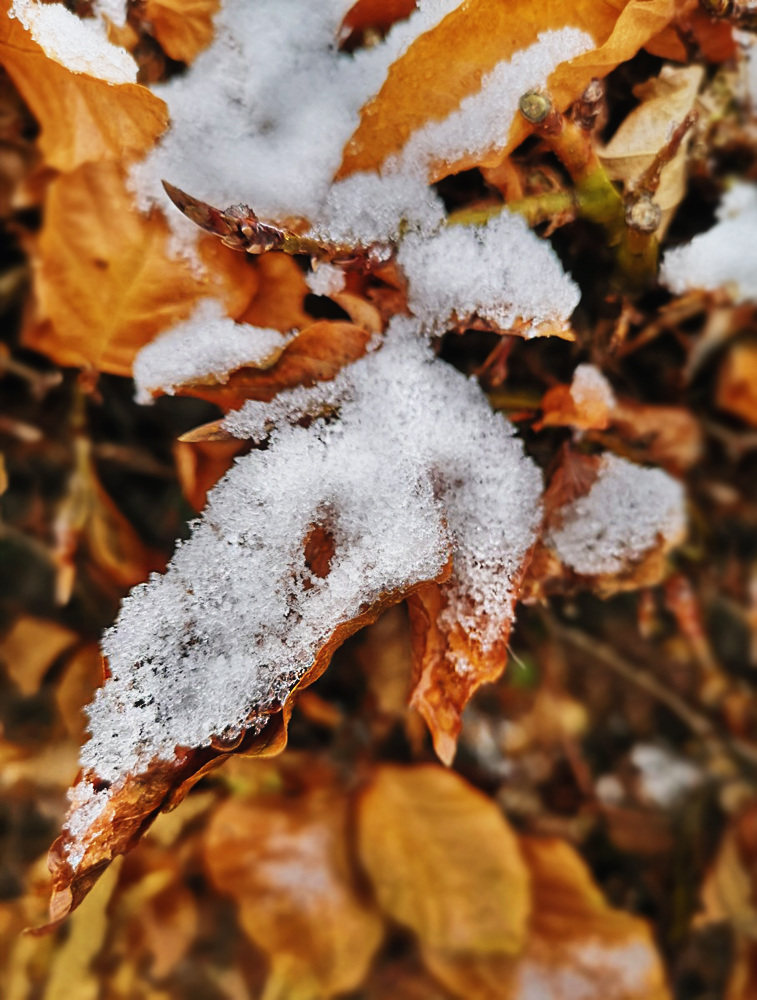 Feuilles enneigées