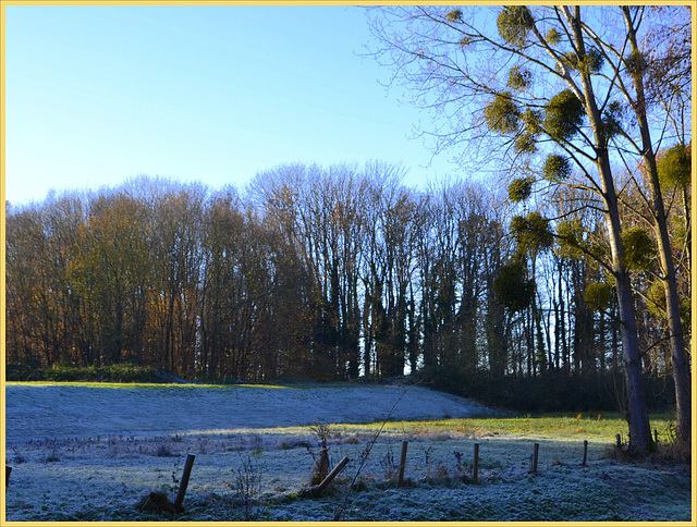 Light Stripe  pasture