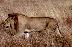 Lion on the move