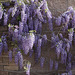 Wisteria at the Holiday Inn Express, Socorro, NM