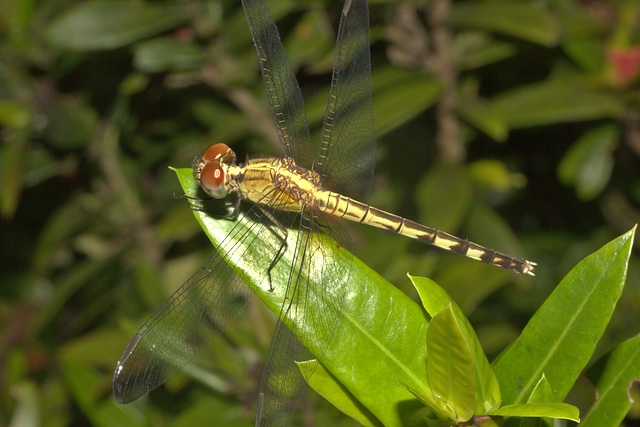 IMG 9182dragonfly