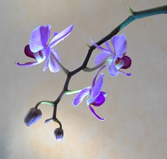 L'orchidée de madame.