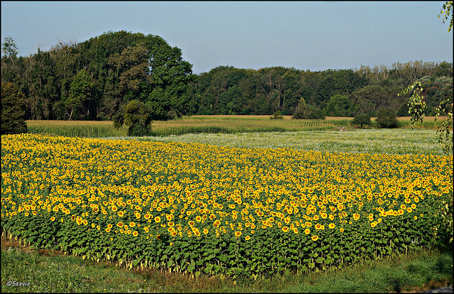 Der Gesamtblick über das Sonnenblumenfeld