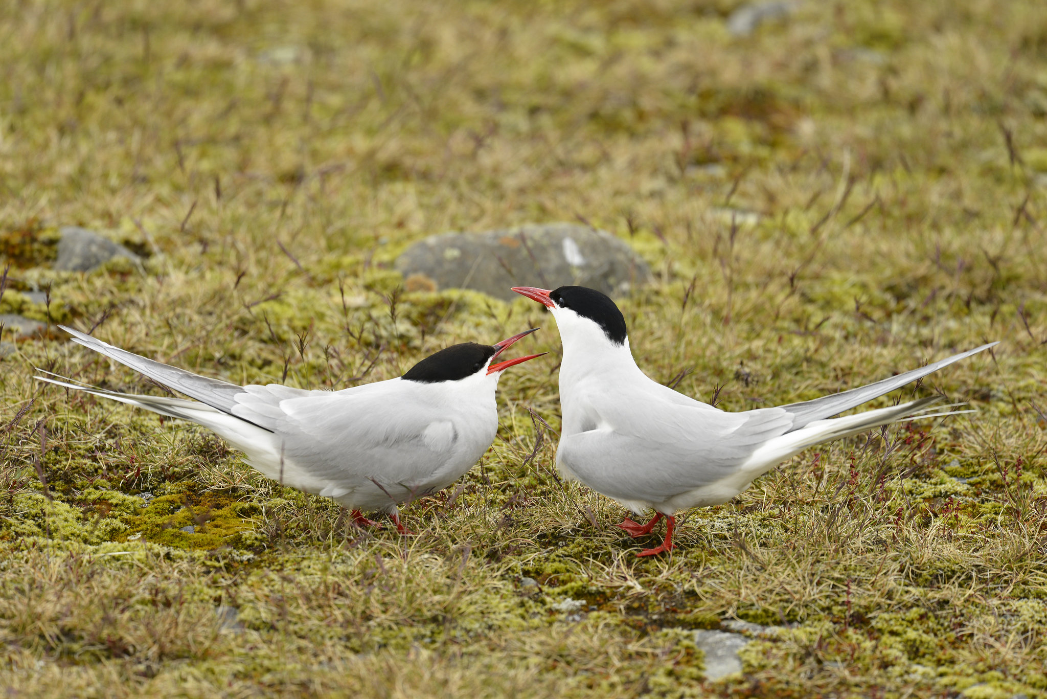 Sterna paradisaea, Andorinha do Ártico, Vatnajökull , Jökulsárlón