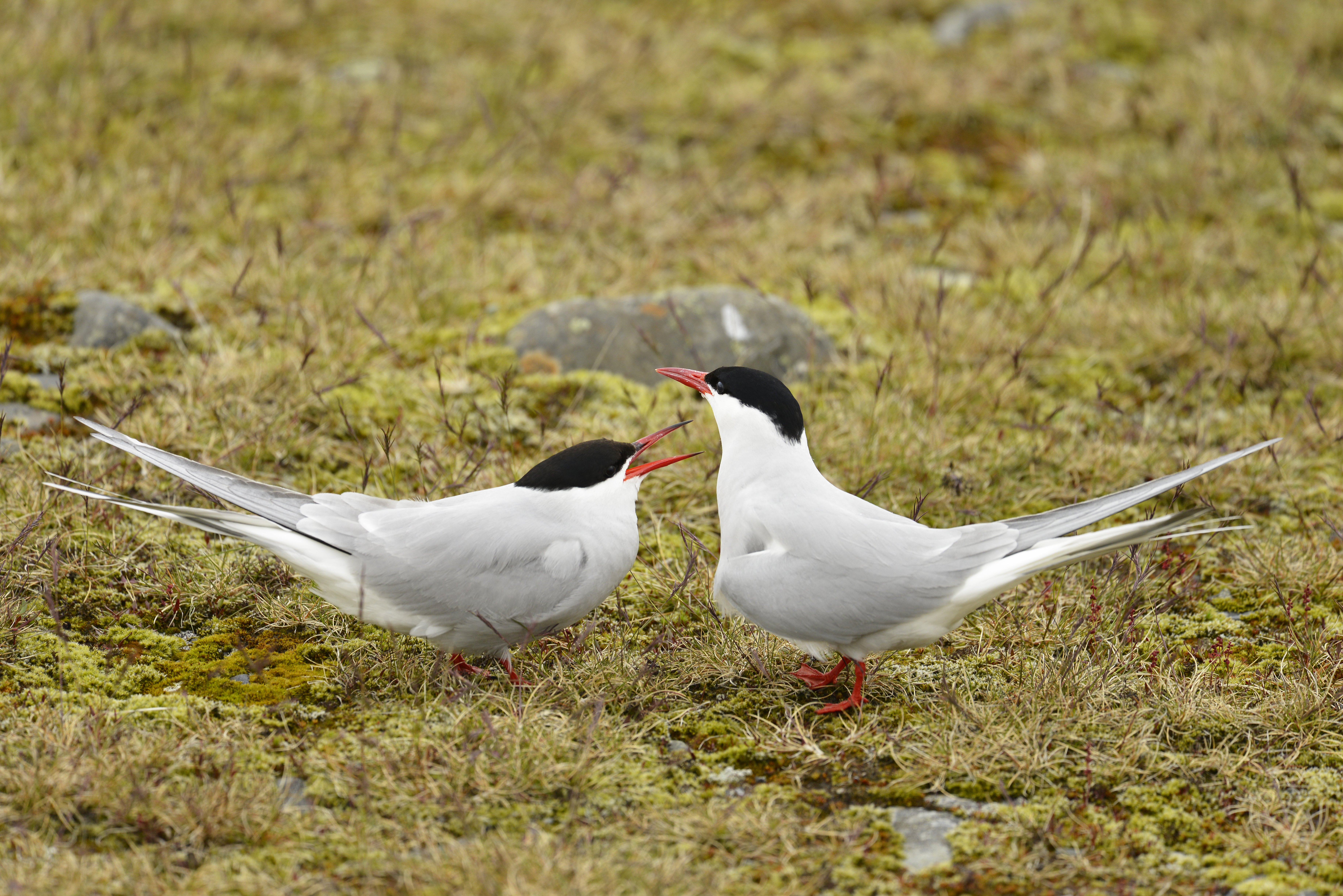 Sterna paradisaea, Andorinha do Ártico, Vatnajökull , Jökulsárlón