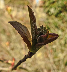 20200315 6828CPw [D~LIP] Japanische Quitte (Chaenomeles japonica), UWZ, Bad Salzuflen