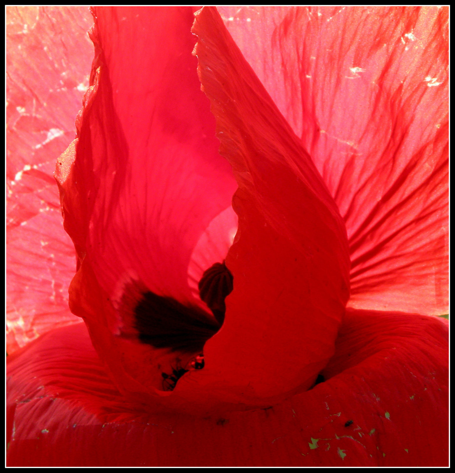 Red Curtain